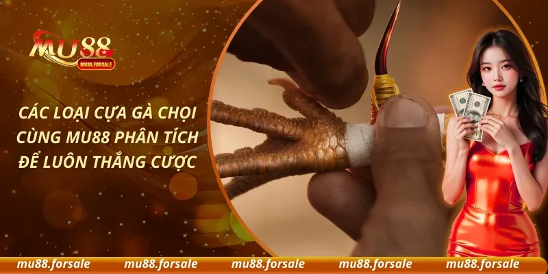 Các Loại Cựa Gà Chọi - Cùng MU88 Phân Tích Để Luôn Thắng Cược