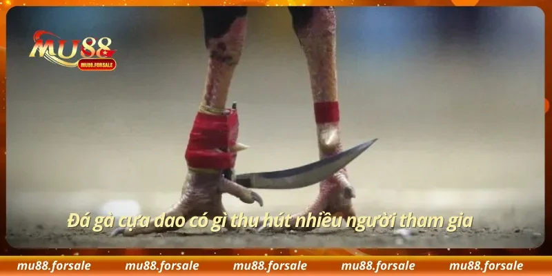 Đá gà cựa dao có gì thu hút nhiều người tham gia