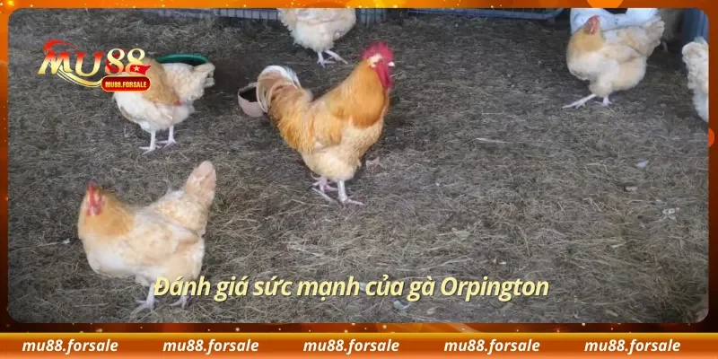 Đánh giá sức mạnh của gà Orpington 